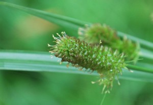 20140820イヌクグの花　20140816撮影 イヌクグ (3)